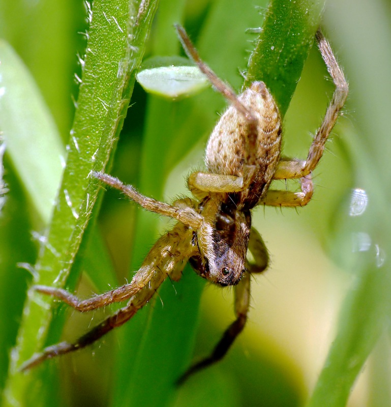 Hogna radiata